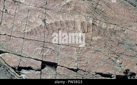 Vie multicellulaire, des fossiles de Mistaken Point, préserver Banque D'Images