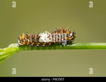 Deuxième stade de l'est minuscule Swallowtail noir caterpillar reposant sur une tige de persil Banque D'Images