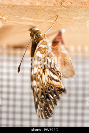 Papillon Damier Gorgone fraîchement eclosed séchant ses ailes, accroché près de la coquille de la chrysalide il est sortie de Banque D'Images