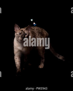 Tortie point Siamese Cat à la suite d'une fenêtre flottante, sur fond sombre Banque D'Images