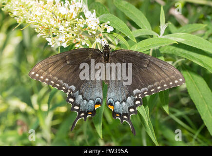 Vue dorsale de l'est forme Tiger Swallowtail butterfly sur Buddleia blanc grappe de fleurs Banque D'Images