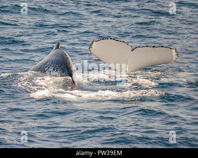 Couple de baleines au large de natation Sydney en Australie, l'un étant de montrer une histoire au cours de la plongée, en raison balene nuotano al Largo di Sydney en Australie Banque D'Images