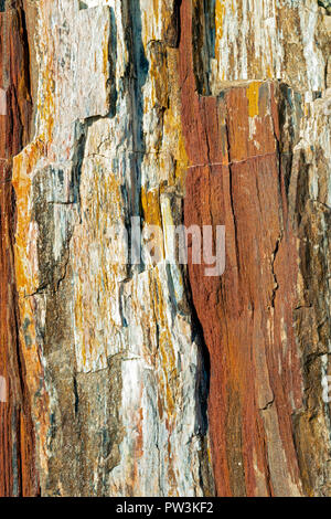 Détail du tronc de l'arbre pétrifié Banque D'Images