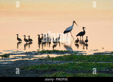 WHITE-faced whistling duck (Dendrocygna viduata) et Yellow-Billed Stork (Mycteria Ibis), lac Urema, Gorongosa National Park, au Mozambique. Banque D'Images