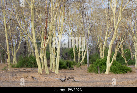 FEVER TREE (Vachellia xanthophloea) Gorongosa National Park, au Mozambique. Banque D'Images