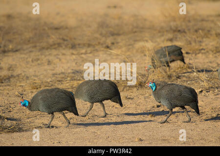 Pintade de Numidie (Numida meleagris), Parc National de Gorongosa, au Mozambique. Banque D'Images