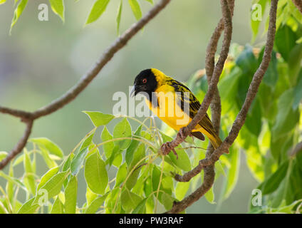 Le sud de MASKED WEAVER (Ploceus velatus) mâle, Gorongosa National Park, au Mozambique. Banque D'Images