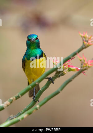 Souimanga à collier (Hedydipna collaris) mâle, Gorongosa National Park, au Mozambique. Banque D'Images