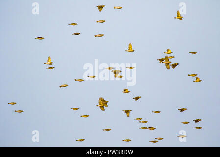 Le sud de MASKED WEAVER (Ploceus velatus) troupeau en vol, le Parc National de Gorongosa, au Mozambique. Banque D'Images