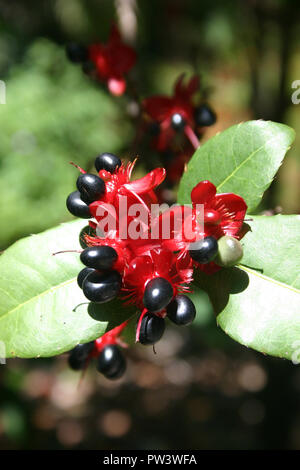 CLOSE-UP DE L'arbuste OCHNA KIRKII (Mickey Mouse PLANT, USINE DE CARNAVAL) Banque D'Images