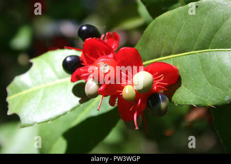 CLOSE-UP DE L'arbuste OCHNA KIRKII (Mickey Mouse PLANT, USINE DE CARNAVAL) Banque D'Images