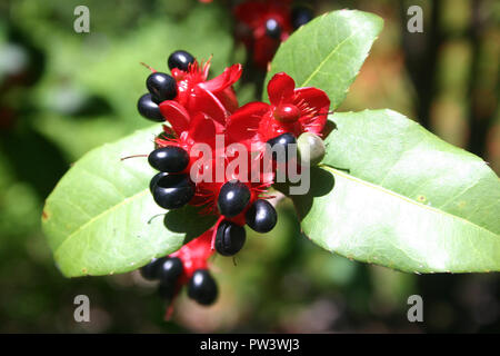 CLOSE-UP DE L'arbuste OCHNA KIRKII (Mickey Mouse PLANT, USINE DE CARNAVAL) Banque D'Images