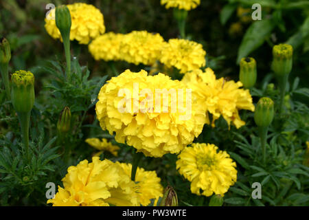 Soucis mexicains ou aztèques jaunes (Tagetes erecta). Banque D'Images
