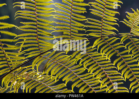De jeunes feuilles de fougère vert close-up Banque D'Images