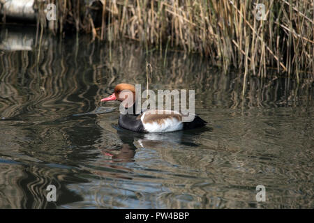 Portrait de gauche face à Red Crested Pochard mâle Netta rufina, natation, près de roseaux. Banque D'Images