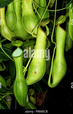 Nepenthes, également connu sous le nom de plantes tropicales pichets, est un genre de plantes carnivores. Banque D'Images