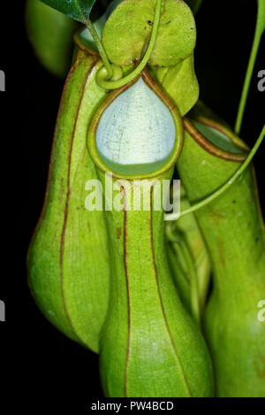 Nepenthes, également connu sous le nom de plantes tropicales pichets, est un genre de plantes carnivores. Banque D'Images