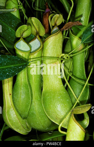 Nepenthes, également connu sous le nom de plantes tropicales pichets, est un genre de plantes carnivores. Banque D'Images