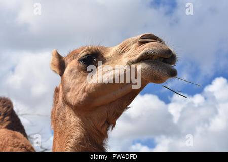 Great close-up of camel chewing-le avec de la nourriture poussant hors de sa bouche. Banque D'Images