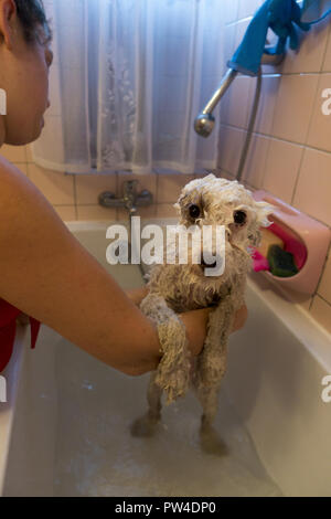 La femme donne son chien d'une baignoire et de shampoing dans la baignoire à la maison. Banque D'Images