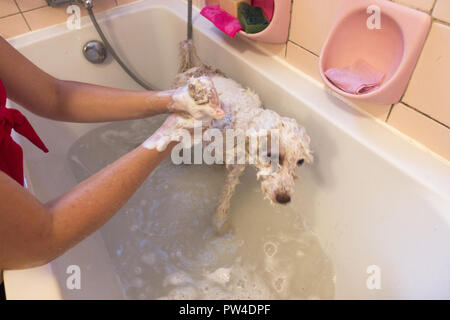 La femme donne son chien d'une baignoire et de shampoing dans la baignoire à la maison. Banque D'Images