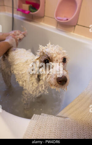 La femme donne son chien d'une baignoire et de shampoing dans la baignoire à la maison. Banque D'Images