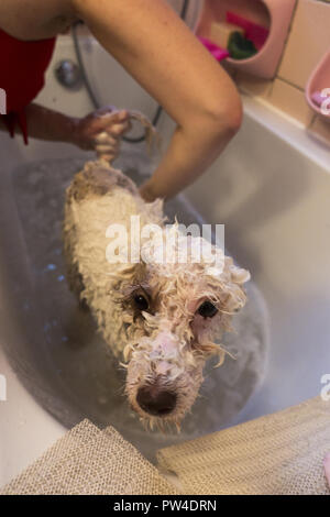 La femme donne son chien d'une baignoire et de shampoing dans la baignoire à la maison. Banque D'Images