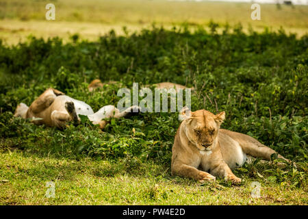 Lionne détente sur les champs à Masai Mara National Reserve Banque D'Images