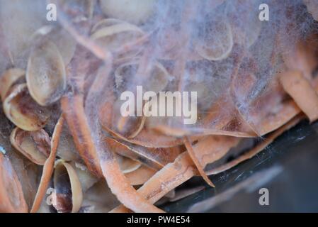 Moule, moule ou de mycélium rampante : diffuser les spores des fruits et légumes en décomposition qu'ils ont développé sur Banque D'Images