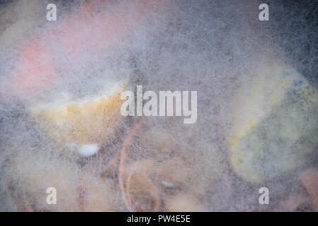 Moule, moule ou de mycélium rampante : diffuser les spores des fruits et légumes en décomposition qu'ils ont développé sur Banque D'Images