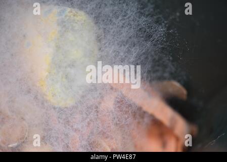 Moule, moule ou de mycélium rampante : diffuser les spores des fruits et légumes en décomposition qu'ils ont développé sur Banque D'Images