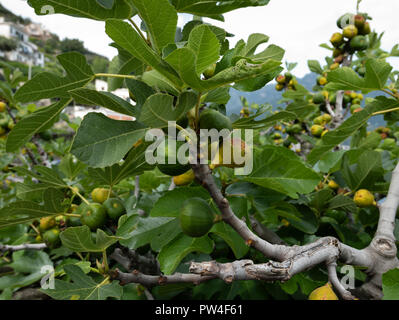 Le figuier (Ficus carica), Côte Amalfitaine, Campanie, Italie. Banque D'Images