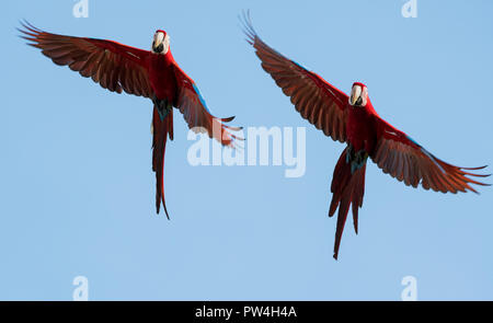 Une paire d'aras rouges et verts voler. Banque D'Images