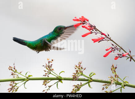 Femelle Bleue Saphir à Menton se nourrissent d'une fleur rouge. Banque D'Images