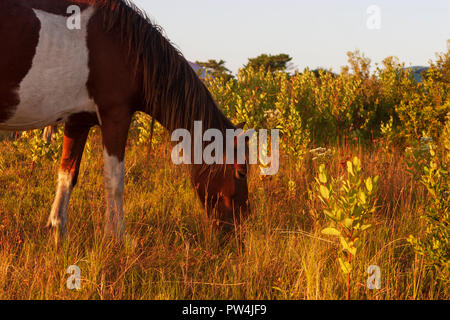 Île d'Assateague, Maryland, États-Unis - 01 septembre 2008 Camping sur l'île d'Assateague, rendue célèbre par ses chevaux sauvages, peut être romantique, ou un cauchemar si Banque D'Images