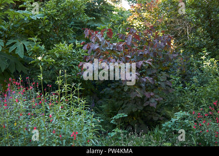 Cercis canadensis feuillage rouge Banque D'Images