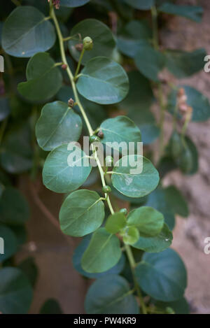 Capparis spinosa Banque D'Images