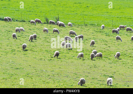 Troupeau de moutons dans un champ vert en Sardaigne, Italie Banque D'Images