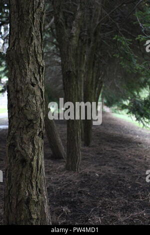 Dans la rangée d'arbres de pin Banque D'Images