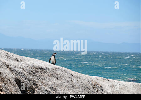 Un pingouin marche sur un rocher avec l'océan en arrière-plan, à boulders Beach, Cape Town Afrique du Sud Banque D'Images