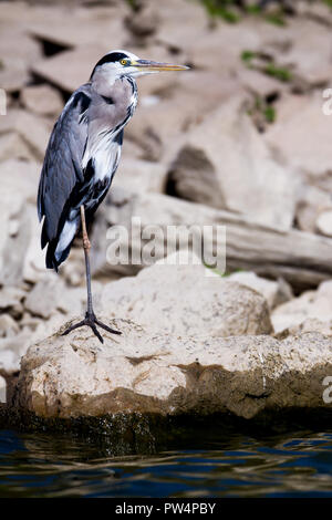 Héron cendré Ardea cinerea, ÉQUILIBRE AVEC UNE JAMBE SUR UN ROCHER Banque D'Images