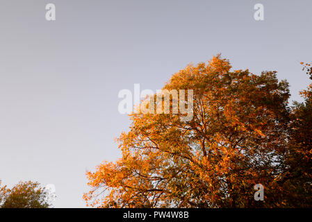 Couleurs d'automne d'un arbre dans la chaleur de la lumière de fin d'après-midi. Couleurs d'automne. Ciel bleu Banque D'Images