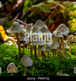 Touffe de soufre (champignons Hypholoma fasciculare) Banque D'Images