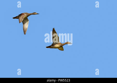 Deux canards chipeaux (Mareca strepera) Hommes en vol sur fond de ciel bleu Banque D'Images