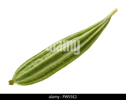 Luffa acutangula frais fruits isolés sur fond blanc, chemin de détourage outil plume : Banque D'Images