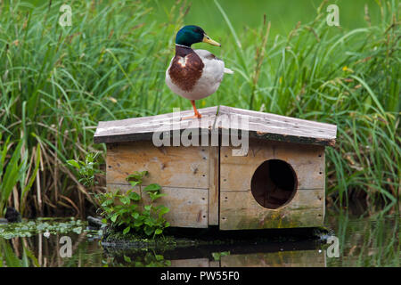 Le Canard colvert (Anas platyrhynchos) homme / drake sur canard maison / boîte à nid flottant dans l'étang Banque D'Images