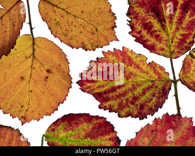 Les feuilles de ronce Rubus fruticosus changent de couleur en automne Banque D'Images