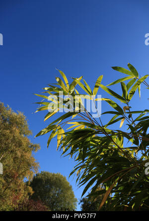 La lumière du soleil qui brillait à travers les feuilles de bambou contre un ciel bleu dans un jardin. Banque D'Images