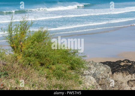 Tamarisk (presque certainement Tamarix gallica) arbuste croissant à Newquay, Cornwall. Parties de Tamarisk utilisées en médecine de fines herbes. Banque D'Images