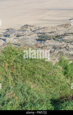 Tamarisk (presque certainement Tamarix gallica) arbuste croissant à Newquay, Cornwall. Parties de Tamarisk utilisées en médecine de fines herbes. Banque D'Images